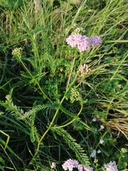 Achillea roseo-alba