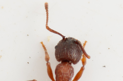 Myrmica schencki