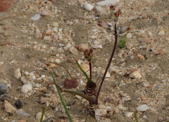 Lachenalia schlechteri