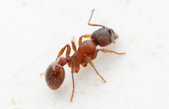 Myrmica schencki