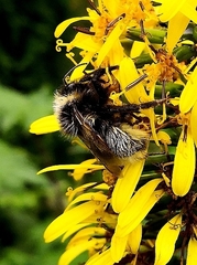 Bombus bohemicus