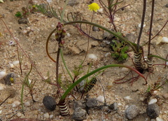 Lachenalia schlechteri