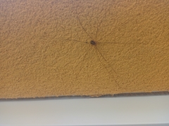 Cosmobunus granarius