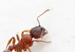 Myrmica schencki
