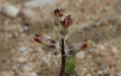 Lachenalia schlechteri
