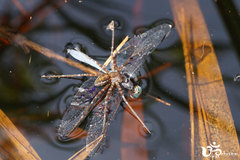 Micrathyria ungulata