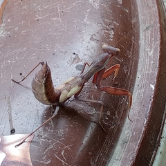 Hierodula transcaucasica