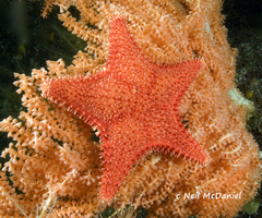 Hippasteria phrygiana