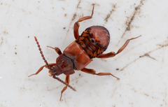 Lomechusoides strumosus