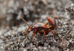 Lomechusoides strumosus