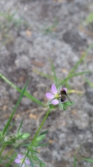 Phasia barbifrons