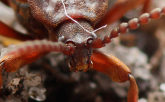 Lomechusoides strumosus