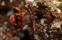 Lomechusoides strumosus