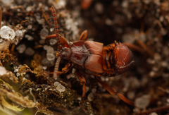 Lomechusoides strumosus