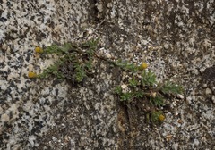 Erigeron miser