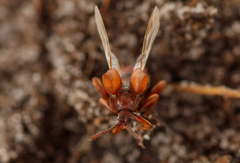 Lomechusoides strumosus