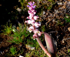 Lachenalia membranacea
