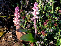 Lachenalia membranacea