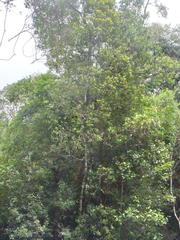 Faurea macnaughtonii