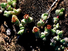 Braunsia maximilianii