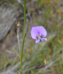 Psoralea trullata