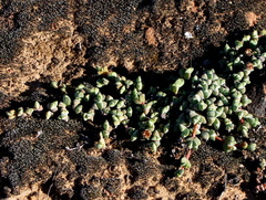 Braunsia maximilianii