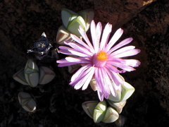 Braunsia maximilianii