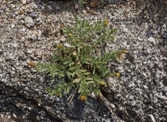 Erigeron miser