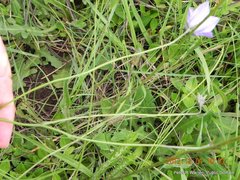 Wahlenbergia cuspidata