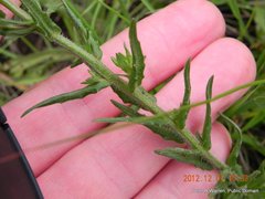 Wahlenbergia cuspidata