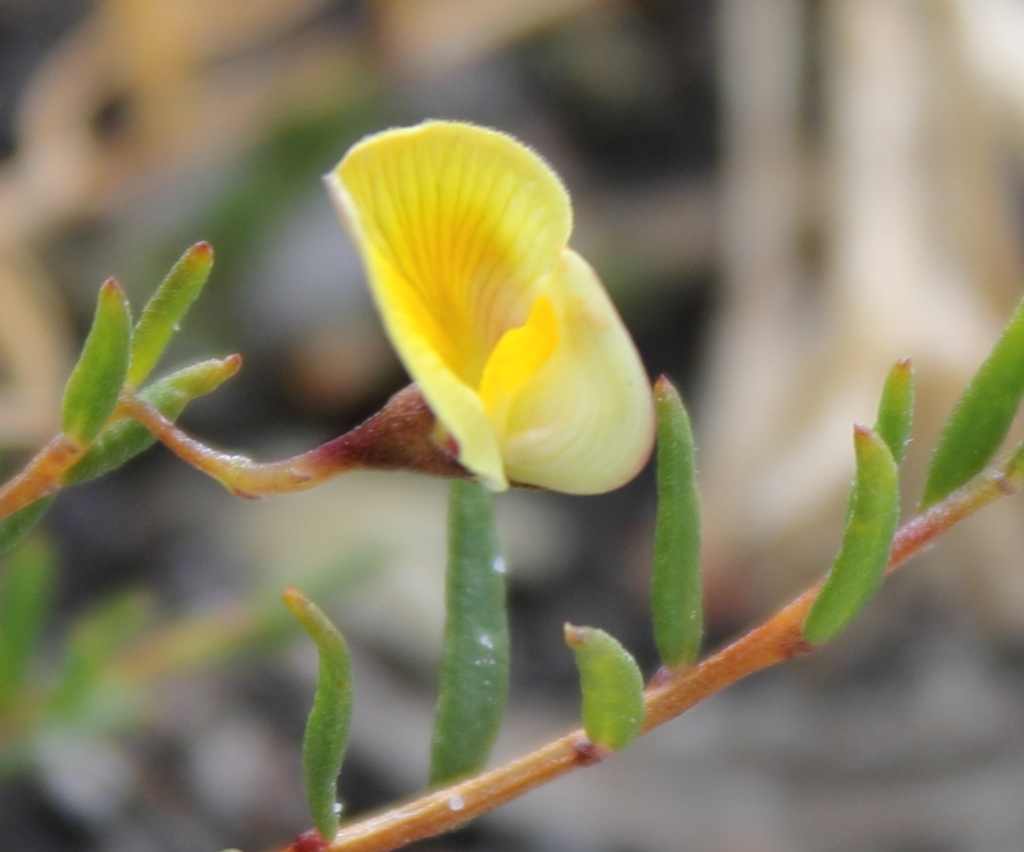 Aspalathus nudiflora