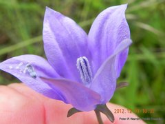 Wahlenbergia cuspidata