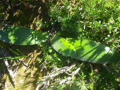 Haemanthus pubescens