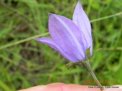 Wahlenbergia cuspidata