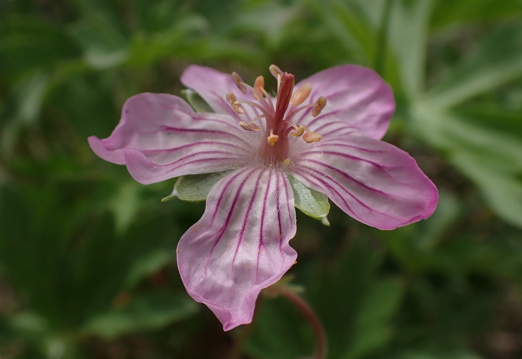 sticky geranium from Elko County, NV, USA on June 7, 2021 at 04:13 PM ...