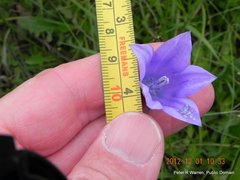 Wahlenbergia cuspidata