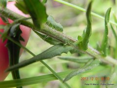 Wahlenbergia cuspidata