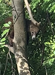 Nasua narica yucatanica