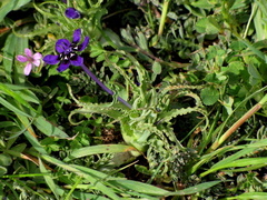 Lapeirousia oreogena