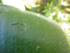 Haemanthus pubescens