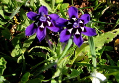 Lapeirousia oreogena