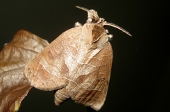 Clostera restitura