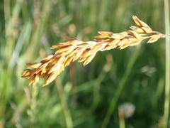 Festuca paniculata