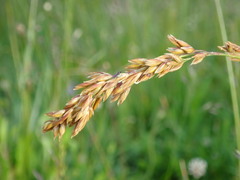 Festuca paniculata