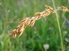 Festuca paniculata