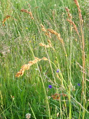 Festuca paniculata