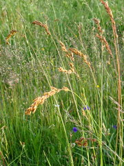 Festuca paniculata