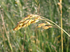 Festuca paniculata