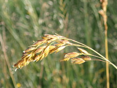 Festuca paniculata