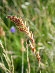 Festuca paniculata